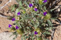 Acanthopsis disperma.jpg