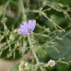 Eremomastax speciosa.jpg