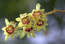 Chimonanthus praecox.png