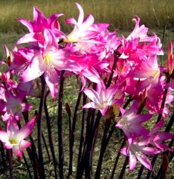 Amaryllis belladonna.jpg