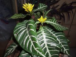 Aphelandra Squarrosa.jpg