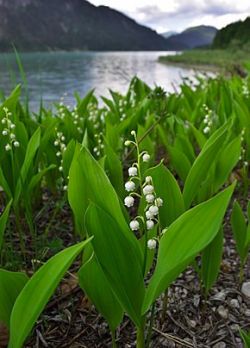 Convallaria majalis.jpg