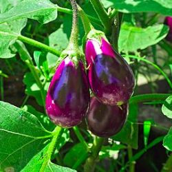 Aubergine.jpg